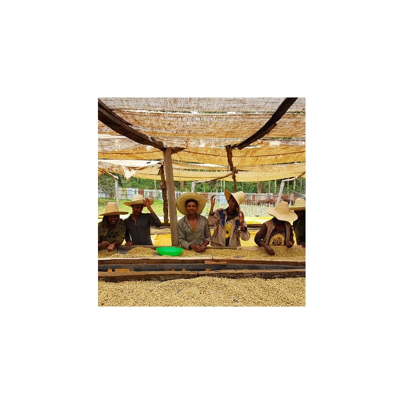 Cafe especialidad Ethiopia de